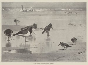 On the Seashore by Archibald Thorburn
